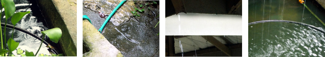 Images of rain showers in tropical
        backyard