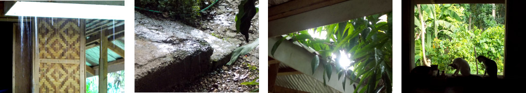 Images of showery weather in tropical backyard