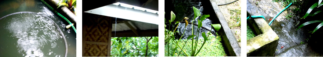 Images of light rain in tropical
        backyard