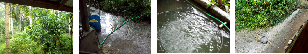 Images of rain in tropical backyard