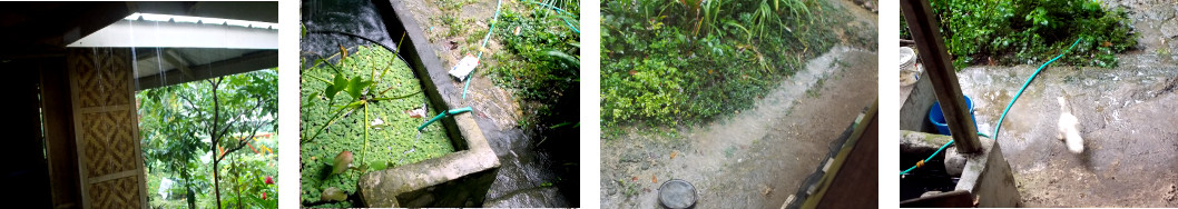 Images of rain in tropical backyard