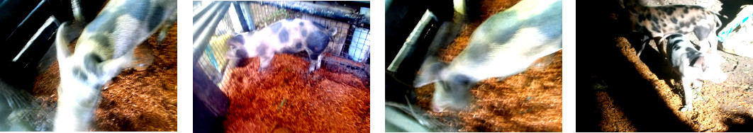 Images of tropical backyard piglets with new sawdust in
        their pens