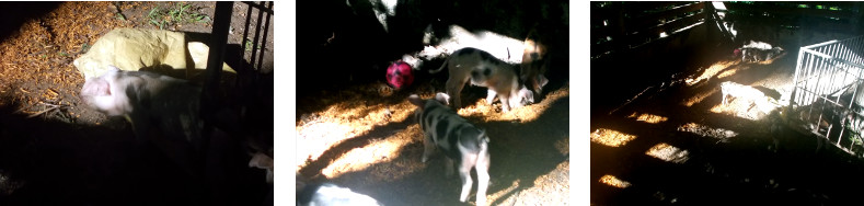 Imags of tropical backyard piglets with new sawdust in
        their pens
