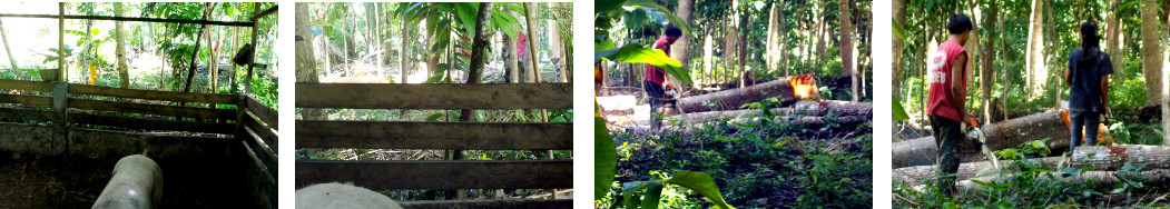 Images of men with chainsaws working
        in tropical backyard