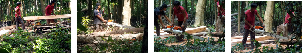 Images of men sawing up trees in tropical backyard