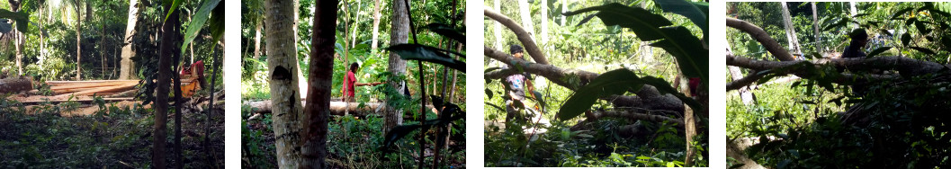 Images of men sawing wood in tropical backyard