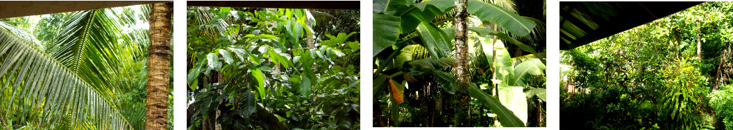 Images of sun in tropical backyard