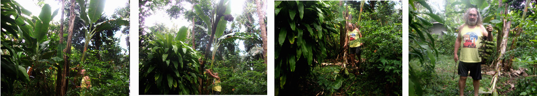 Images of harvesting banana tree in
        tropical backyard