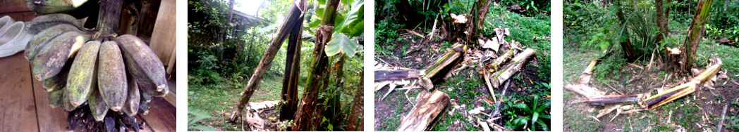 Images of banana tree trunk used as a garden border