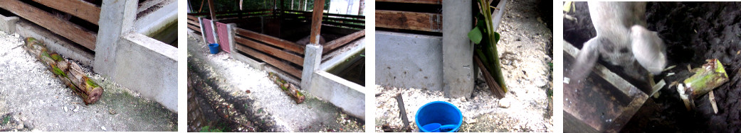 Images of banana trunk fed to pigs