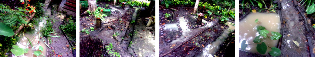 Images of drainage in tropical
        backyard -after rain in the night