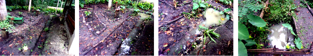 Images of drainage in tropical
        backyard after rain in the night