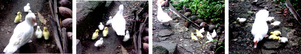 Images of newborn ducklings in
        tropical backyard