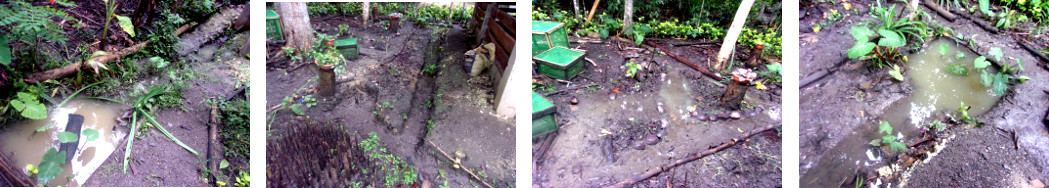Images of drainage in tropical
        backyard after heavy rainstorm