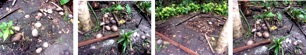 Images of flood damage in tropical backyard