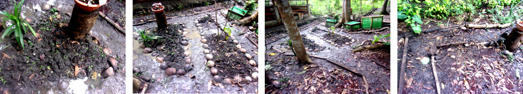Images of restored path borders in tropical backyard
        after flooding