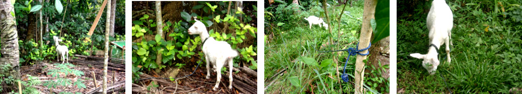 Images of goat in tropical backyard