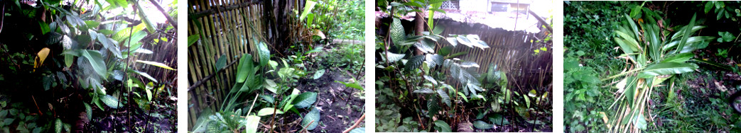 Images of tropical backyard hedge being tidied up