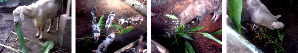 Images of animals eating tropical backyard garden
        refuse