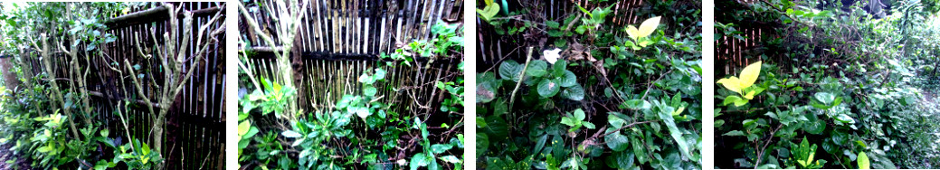 Imges of tropical backyard hedge
        before and after trimming