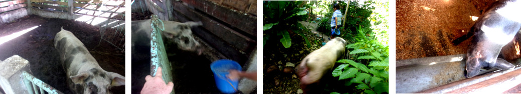 Images of tropical backyard pig being
        moved to new pen