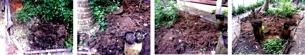 Images of compost from tropical backyard
        pig pen spread on garden