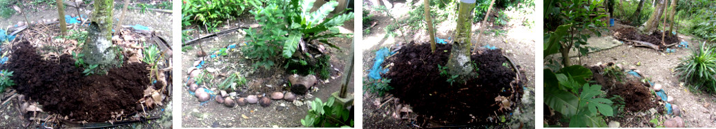 Images of pig cpompost put on tropical backyard garden
        patches