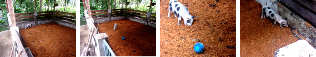 Images of tropical backyard piglet
        exploring his new pen