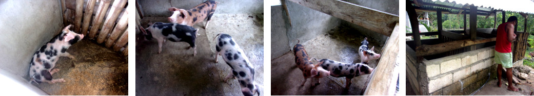 Images of piglets in Concrete pen