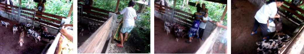 Images of tropical backyard piglets
        being caught