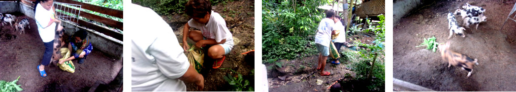 Images of tropical backyard piglets being caught