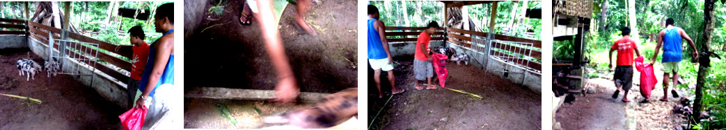 Images of people catching tropical
        backyard piglet