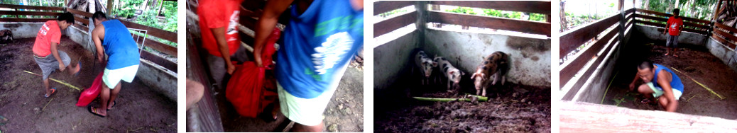 Images of men catching tropical backyard piglets