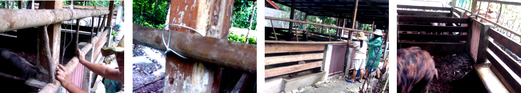 Images of ladder fixed to tropical backyard pig pen to
        prevent boar escaping again