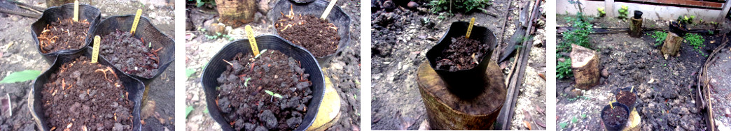 Images of potted seeds in tropical backyard