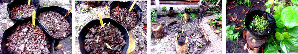Images of seeds in pots in tropical
        backyard