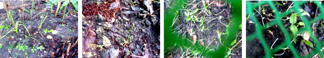 Images of young seedlings in tropical backyard