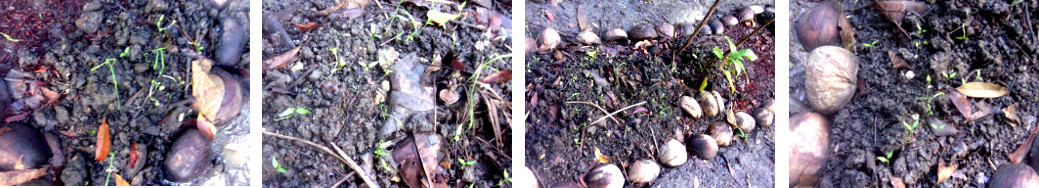 Images of young seedlings in tropical backyard