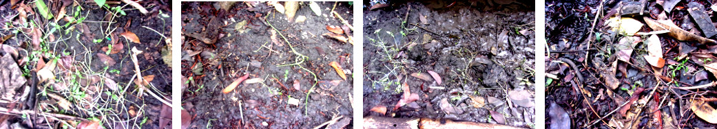 Images of seedlings in tropical backyard
        battered by heavy rain