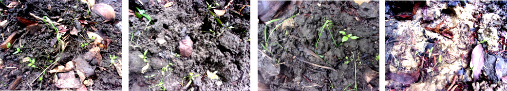 Images of seedlings after heavy rain