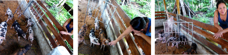Images of woman looking at tropical backyard piglets