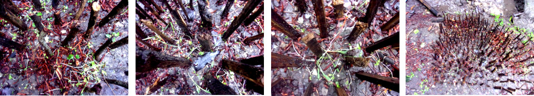 Images of tropical backyard seedlings broken by heavy
        rain