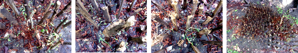 Images of tropical backyard seedlings recovering from
        heavy rain
