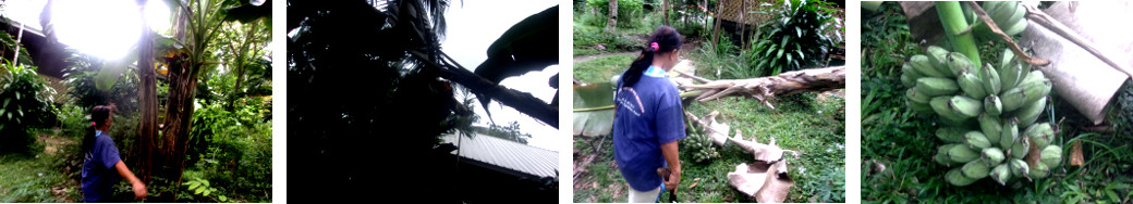 Images of Bananas being harvested in tropical
        backyard