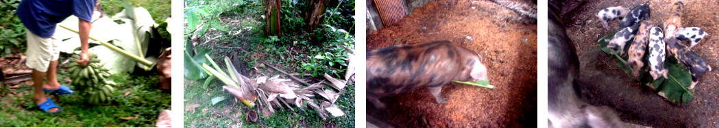 Images of tropical backyard banana tree used as compost
        for plants and forage for animals