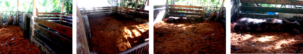 IMages of tropical backyard boar
        sleeping in an empty pen -while his own pen gets cleaned up