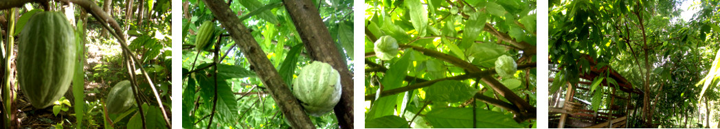 Images of cacao beans growing bin tropical backyard
