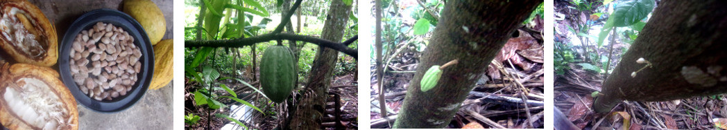IMages of Cacao beans both growing and harvested