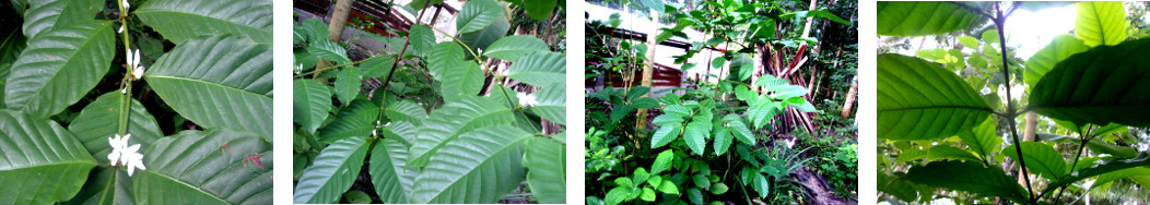 Images of tropical backyard coffee bush flowering for
        the first time