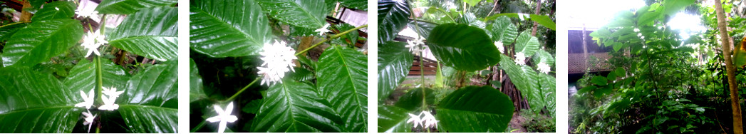 Images of tropical backyard coffee bush flowering